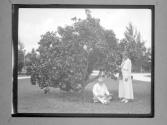 [C. Irving Fisher and woman under fruit tree]