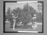 [C. Irving Fisher and woman picking fruit from tree]