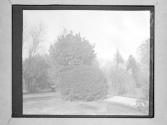 [Study Of Trees]