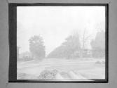 [Trees Bordering Street]