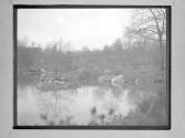 [Ducks On Bank Of Pond]