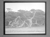 [Child In Trees]