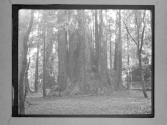 [Santa Cruz Trees]