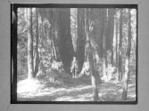 [Santa Cruz Trees]