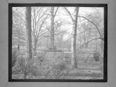 [Chairs In Circle Around Tree In Woods]
