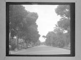 [Trees Bordering Street]