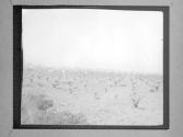 [Agricultural Landscape]
