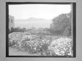 [Flowers And Architecture In Rural Landscape]