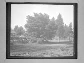 [Study, Trees]