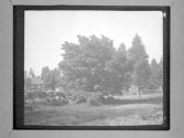 [Study, Trees]