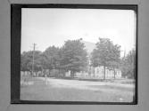 [Trees And Domestic Architecture]