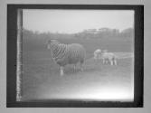 Central Park/ Mother Sheep And Lamb