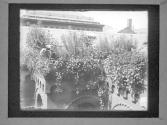 The Garden From Sitting Room