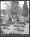 Jerusalem. Garden Gethsem/ Old Oliver Tree