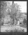 Jerusalem Garden Gethsem Old Oliver Tree