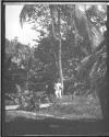 [Native Holding Coconuts Under Tree]