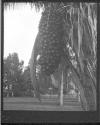 Kings Garden, Fruit Of Tree