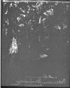 Banana Orchard (illegible) Bay