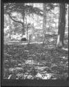 [C. Irving Fisher In Woodland]