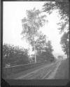 [Gertrude G. Fisher Riding A Horse Cart]