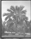 [C. Irving Fisher Looking At Tree]