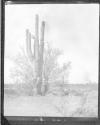[C. Irving Fisher And Cactus In Landscape]
