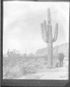 [C. Irving Fisher And Cacti In Landscape]