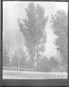 [Study Of Trees]