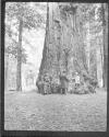 [Santa Cruz Trees]