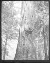[Santa Cruz Trees]