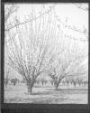 [Trees]