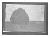 [Figures Under Trees]