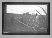 [Man Plowing Field]