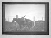 [Horse Loaded With Gear]