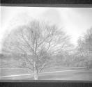 City Trees Shrubs