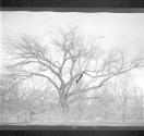 City Trees Shrubs