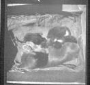 [Cat With Kittens]