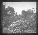 [Flowers In Landscape]