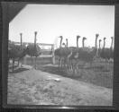 [Ostrich Farm]