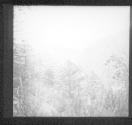 [Trees And Landscape]