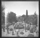 [Man in cactus farm]