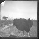 [Ostrich]