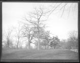 [Trees On Grassy Landscape]