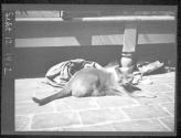 Cat At Presbyterian Hospital And Cosmos Garden