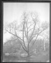 City Trees Shrubs