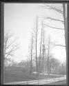 City Trees Shrubs