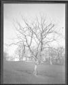 City Trees Shrubs