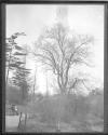 [Man Reading Paper In Central Park New York City 1904]