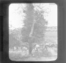 Dean's well Laracor (Swift)