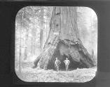 [Giant sequoia or giant redwood, California]